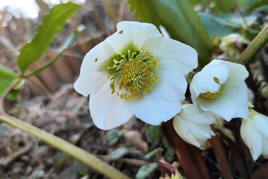 biały kwiat inspiracja