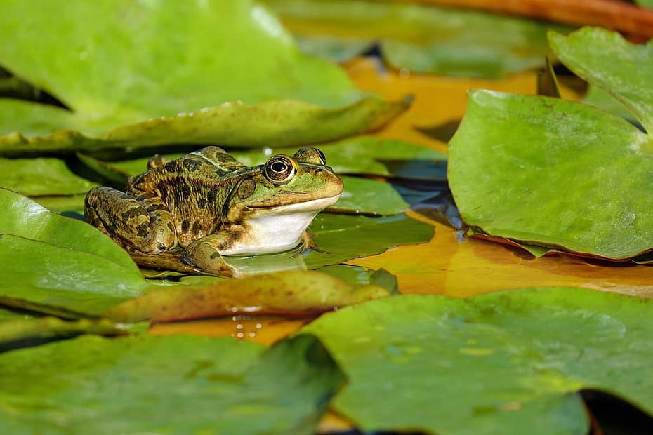 zielona żaba